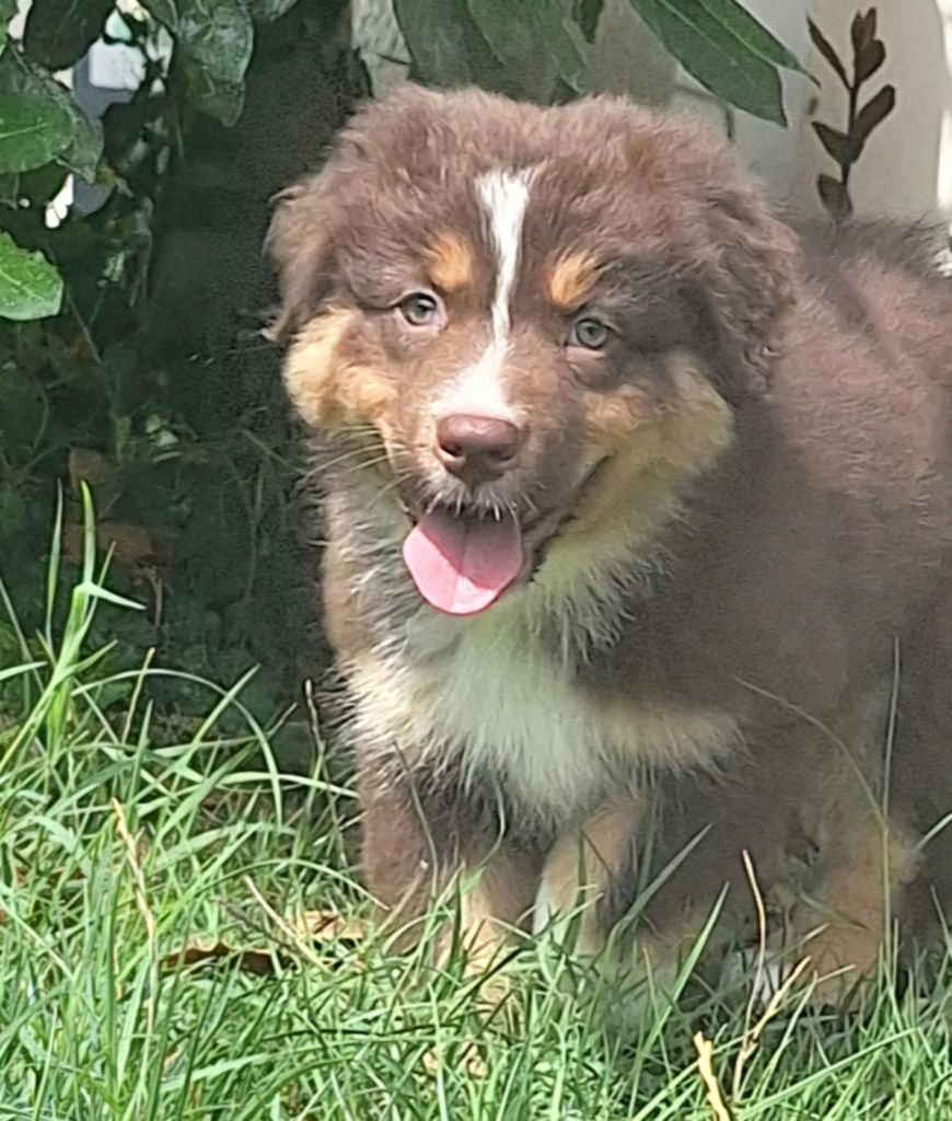 de Sweet Australian - Chiots disponibles - Berger Australien