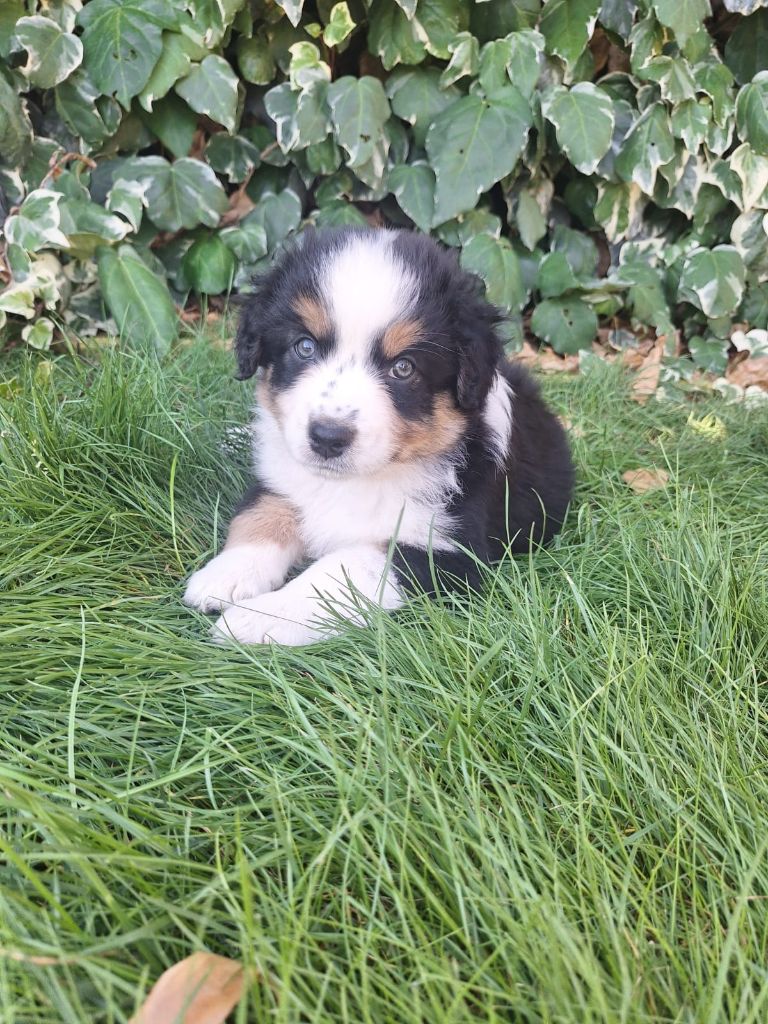 de Sweet Australian - Chiots disponibles - Berger Australien