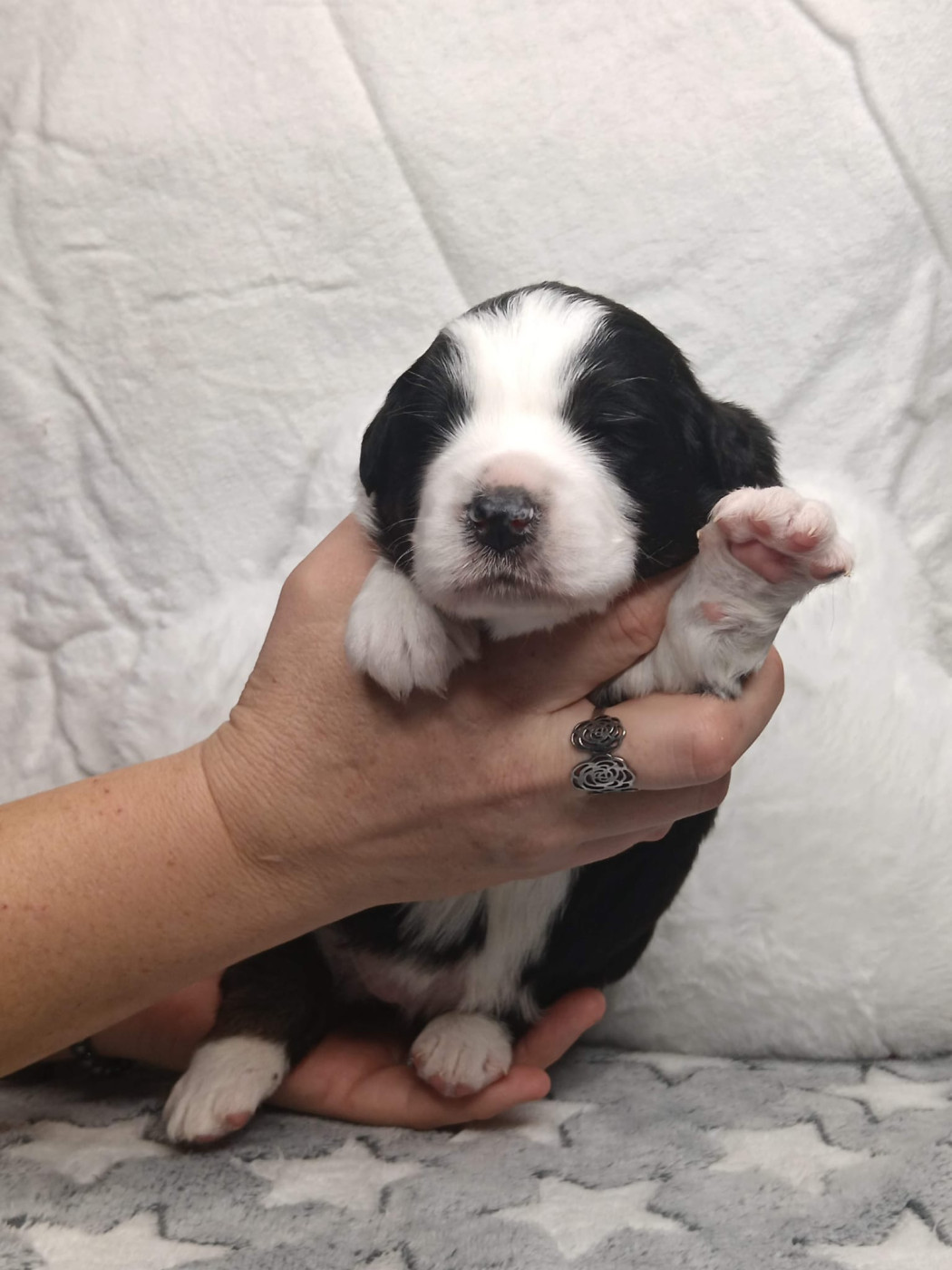 de Sweet Australian - Chiots disponibles - Berger Australien