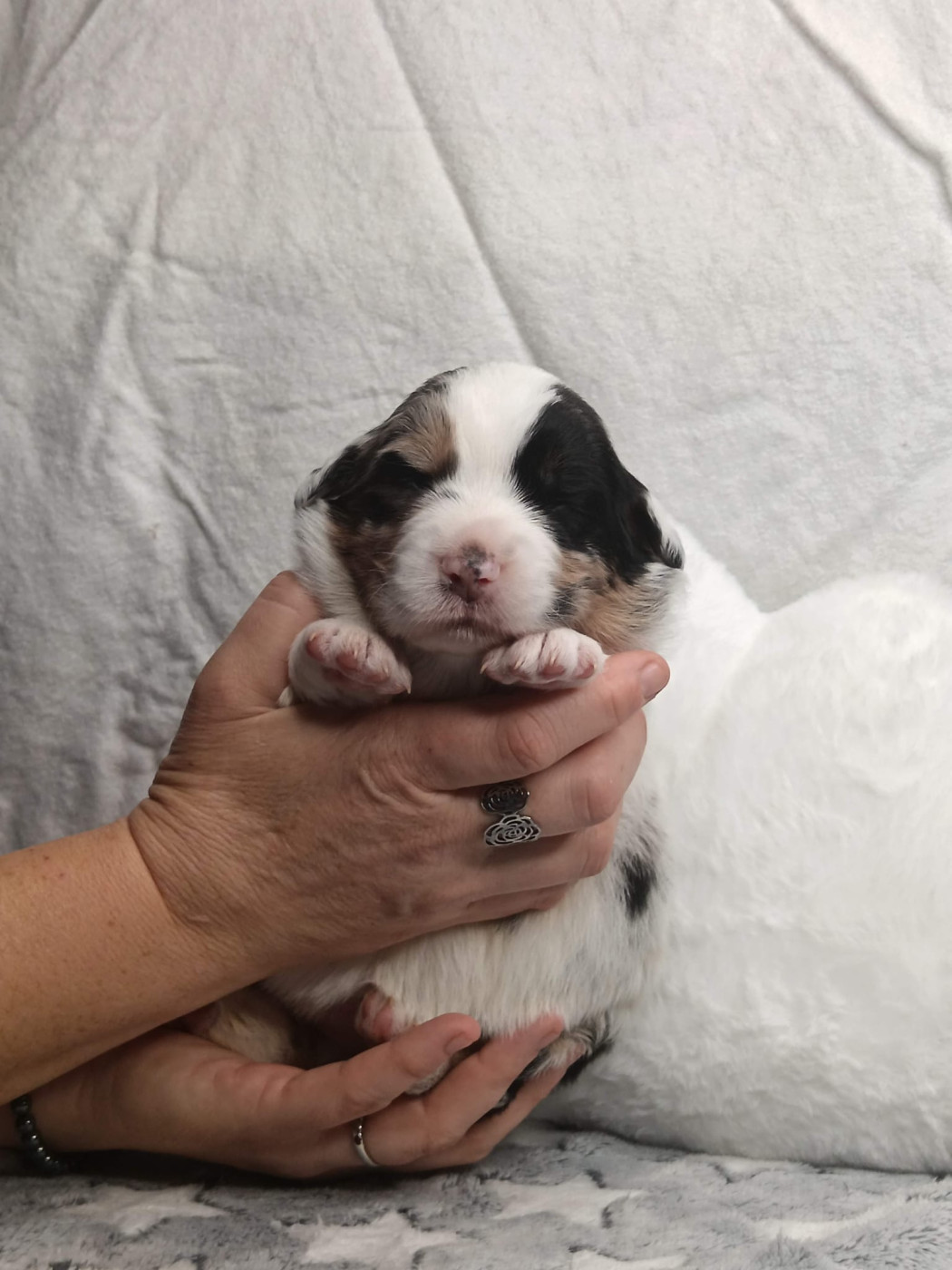 de Sweet Australian - Chiots disponibles - Berger Australien