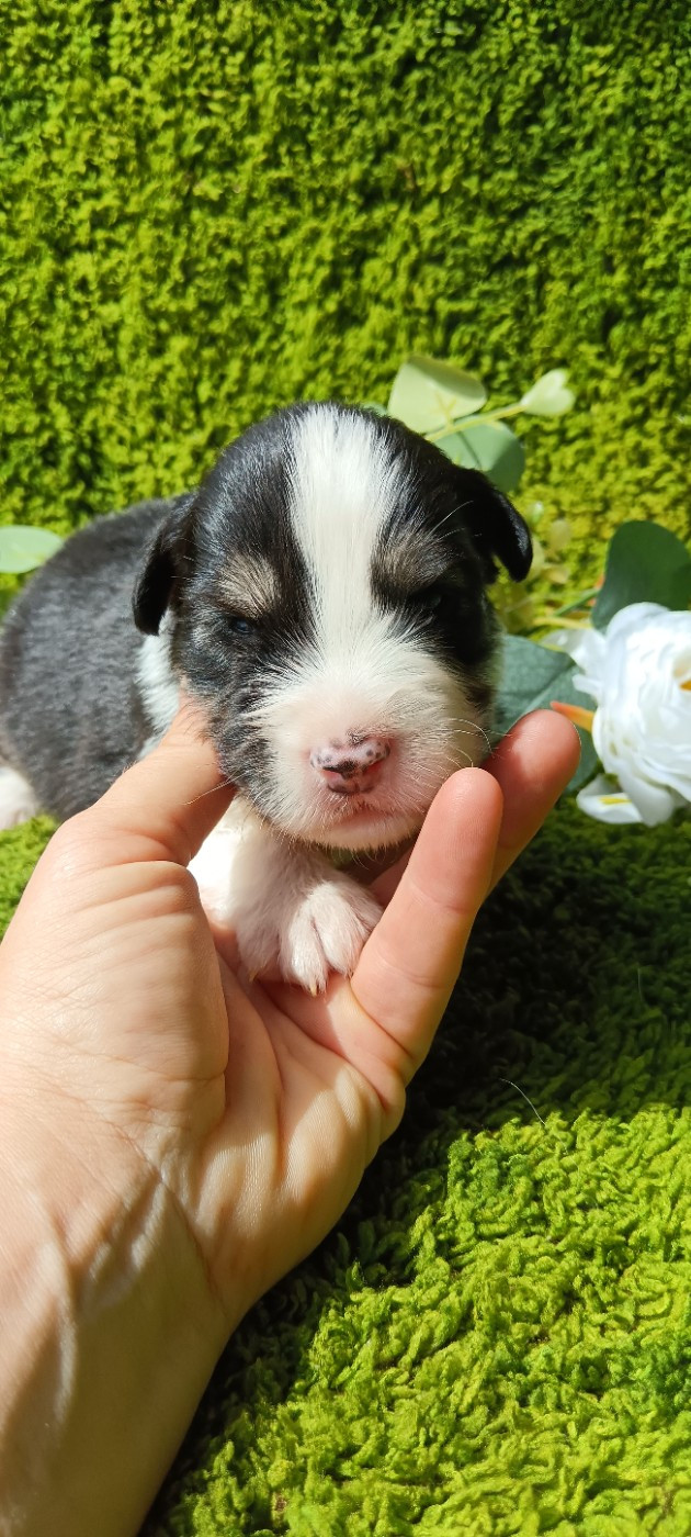 de Sweet Australian - Chiots disponibles - Berger Australien