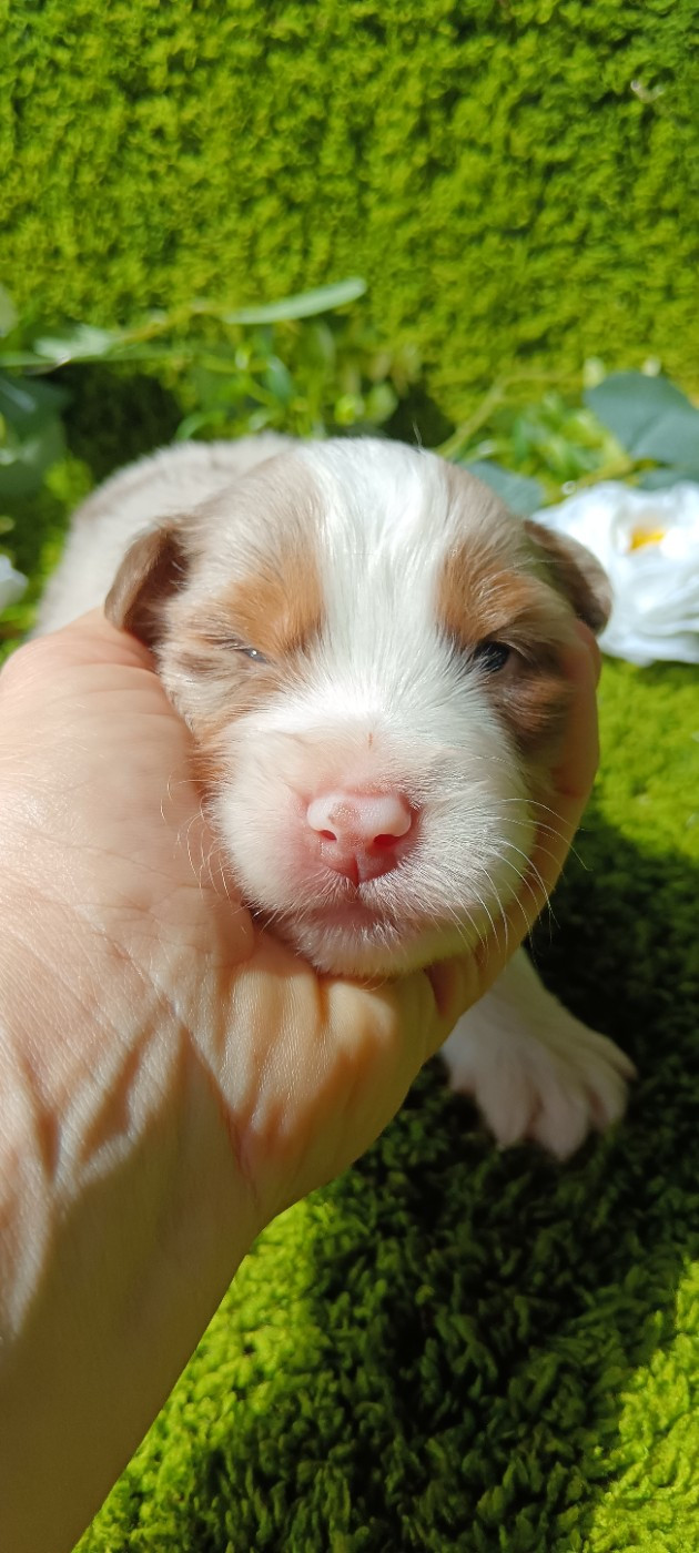 de Sweet Australian - Chiots disponibles - Berger Australien