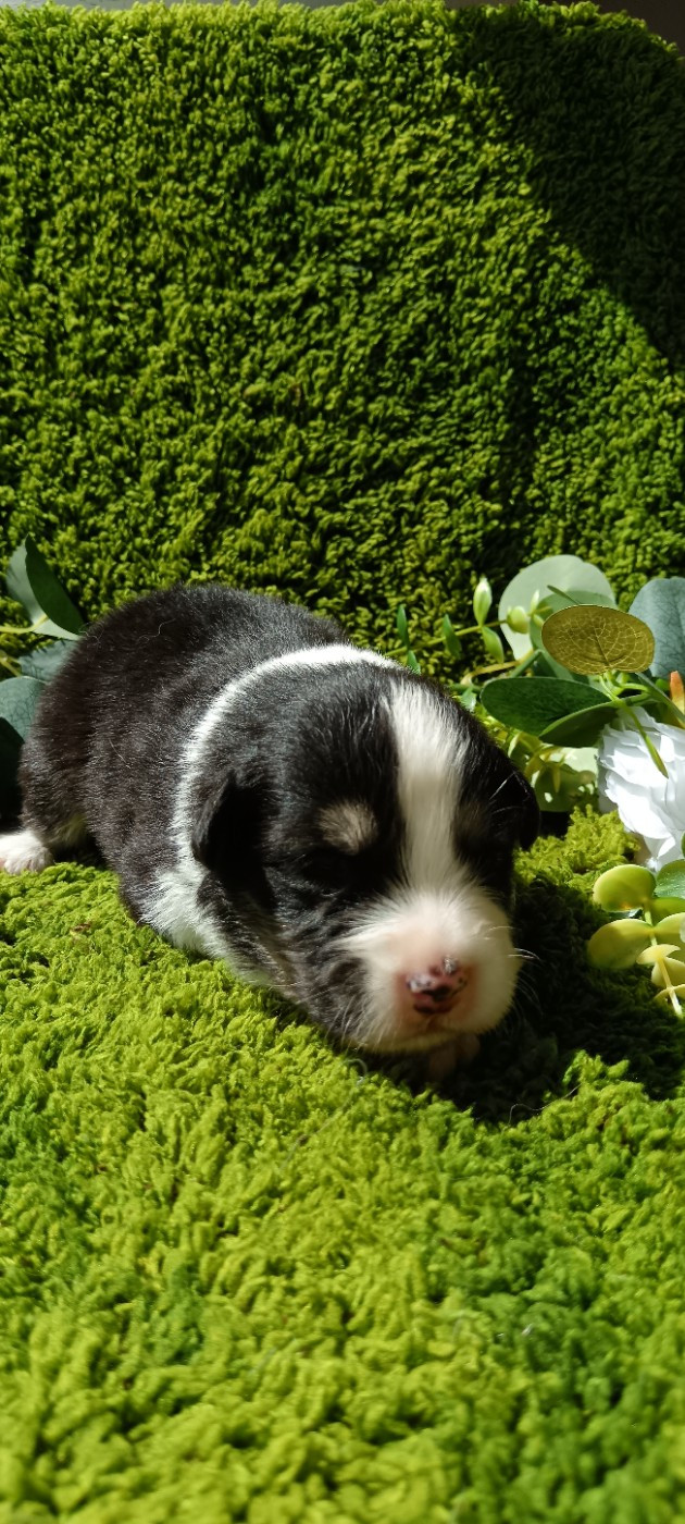 de Sweet Australian - Chiots disponibles - Berger Australien