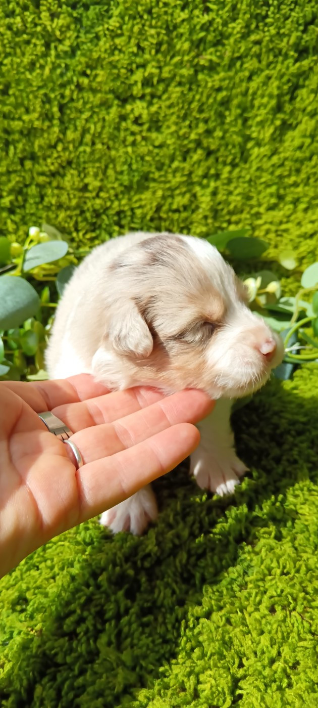 de Sweet Australian - Chiots disponibles - Berger Australien