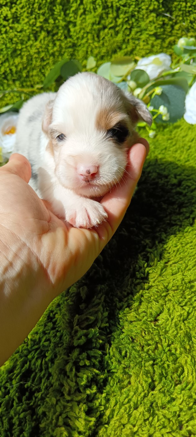 de Sweet Australian - Chiots disponibles - Berger Australien