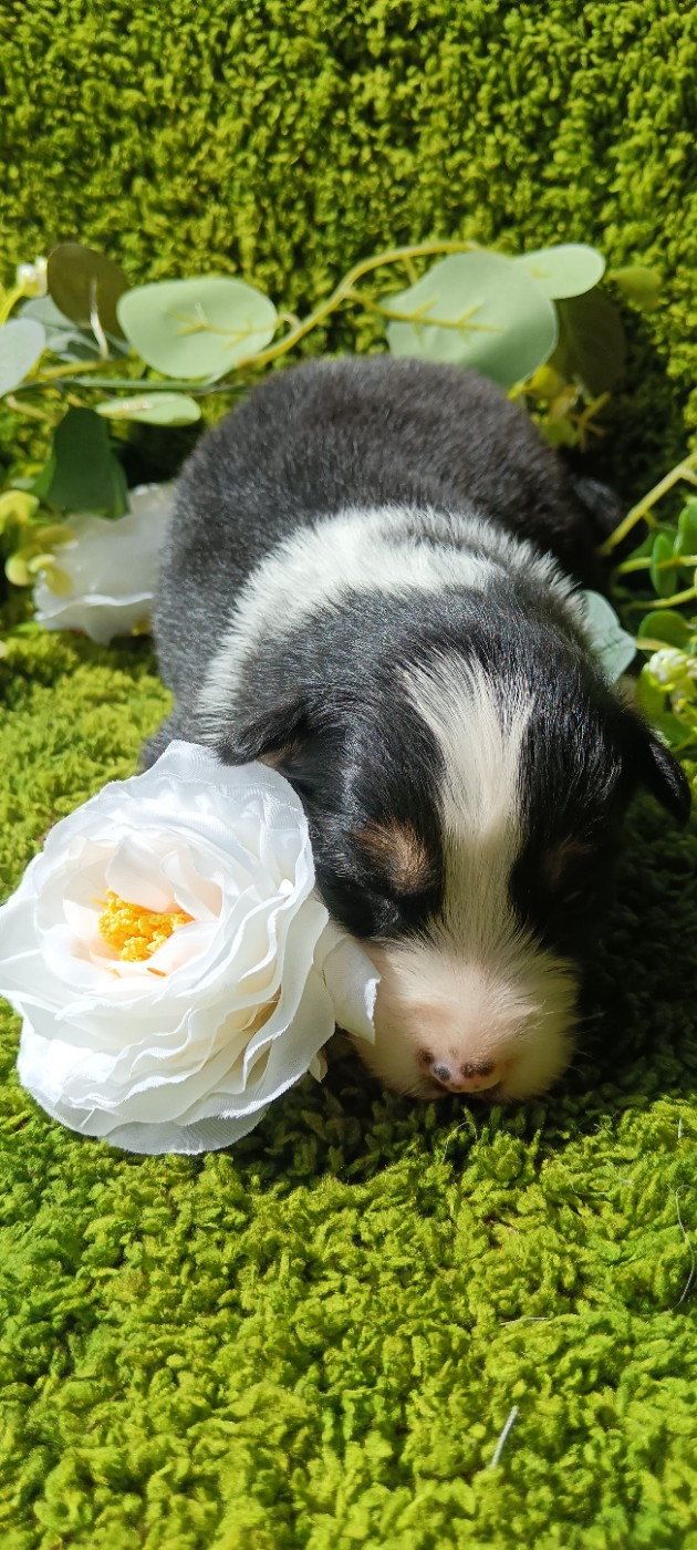 de Sweet Australian - Chiots disponibles - Berger Australien