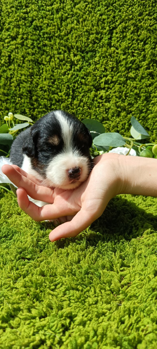 de Sweet Australian - Chiots disponibles - Berger Australien