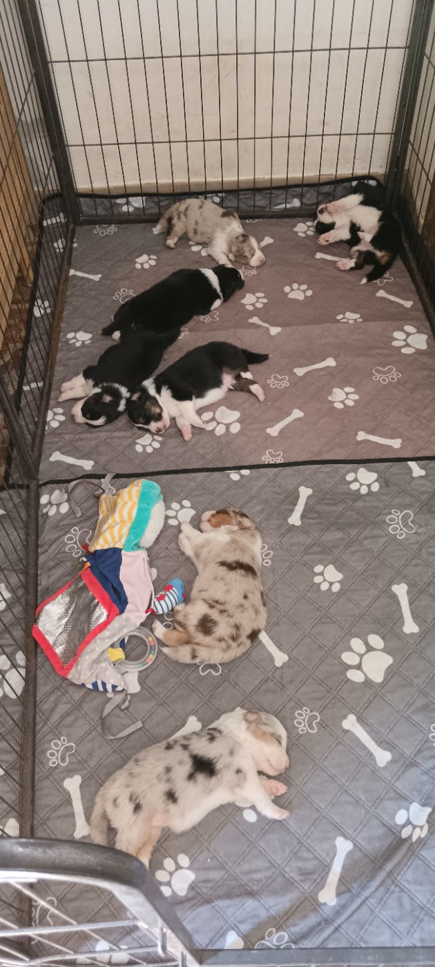 Chiot Berger Australien de Sweet Australian