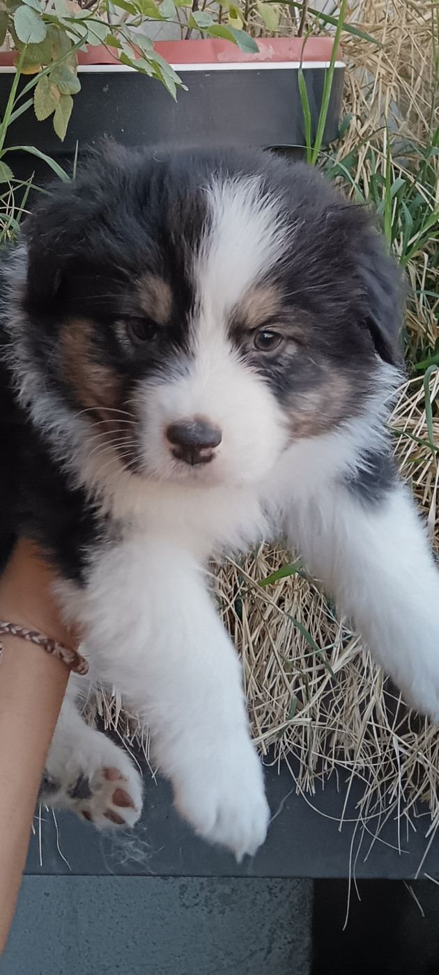 de Sweet Australian - Chiots disponibles - Berger Australien