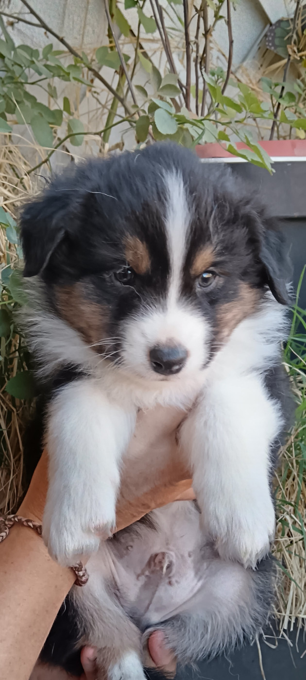 de Sweet Australian - Chiots disponibles - Berger Australien