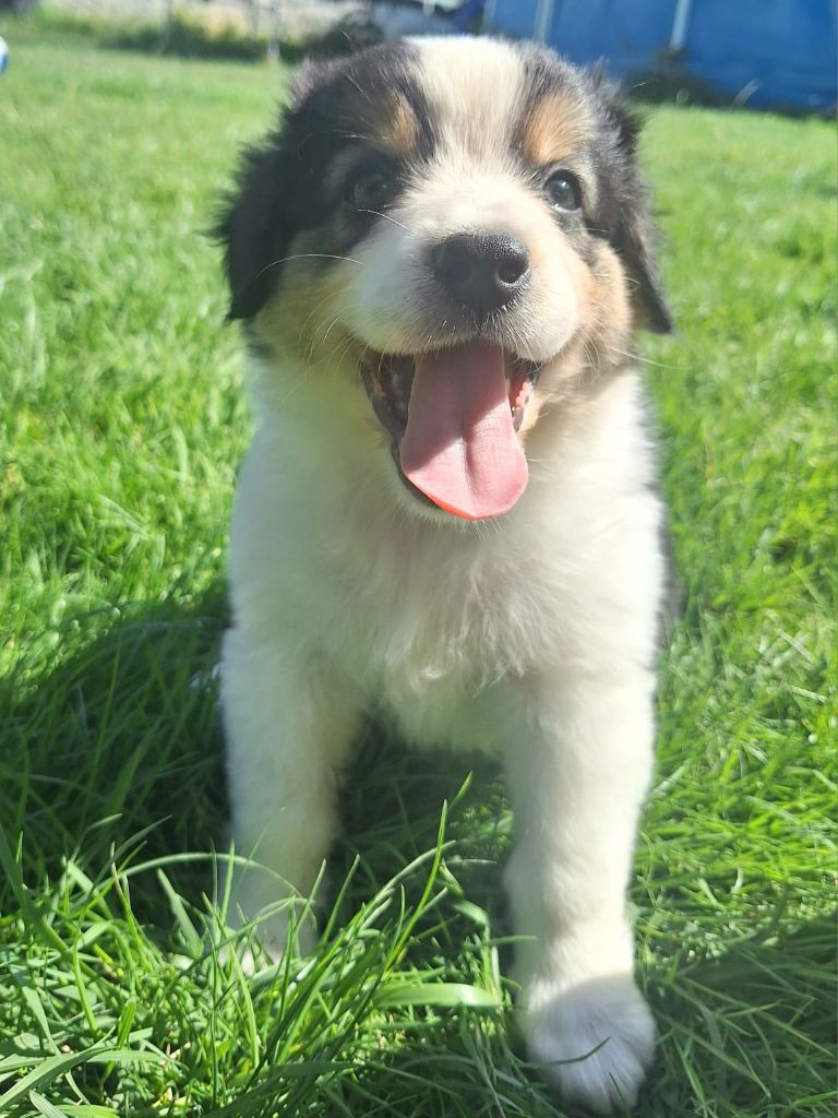 de Sweet Australian - Chiots disponibles - Berger Australien