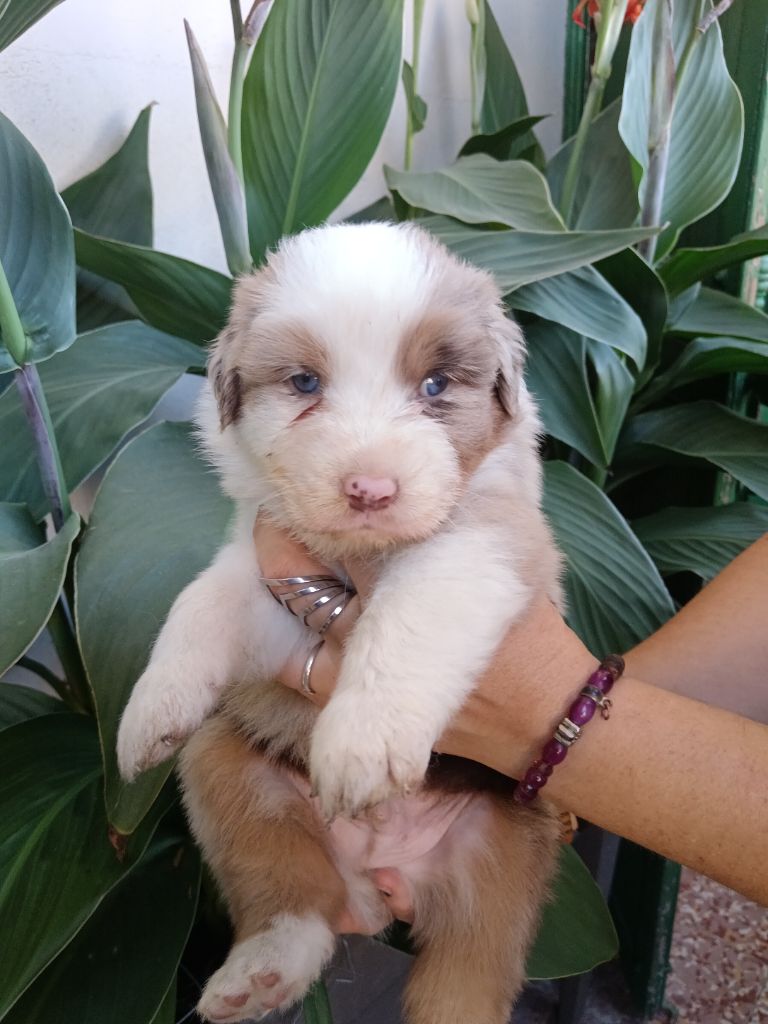 de Sweet Australian - Chiots disponibles - Berger Australien