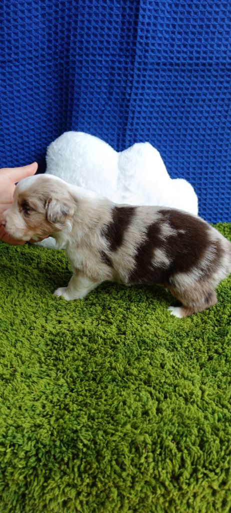 de Sweet Australian - Chiots disponibles - Berger Australien