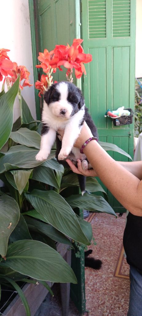 de Sweet Australian - Chiots disponibles - Berger Australien