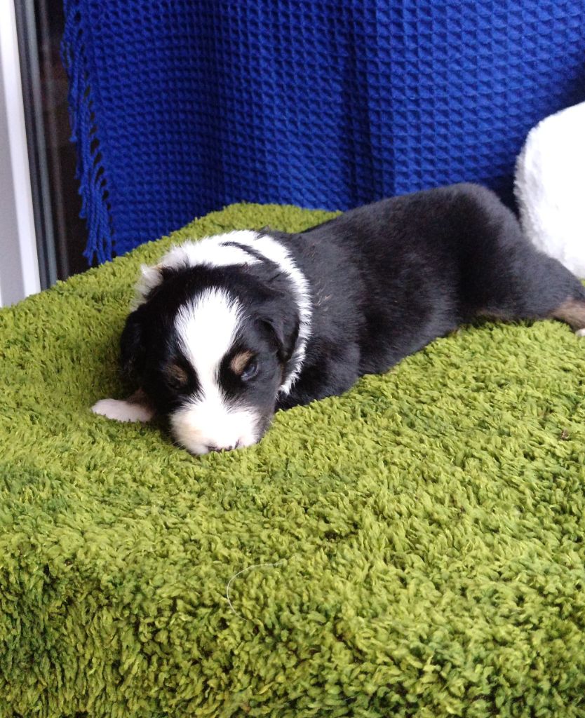 de Sweet Australian - Chiots disponibles - Berger Australien