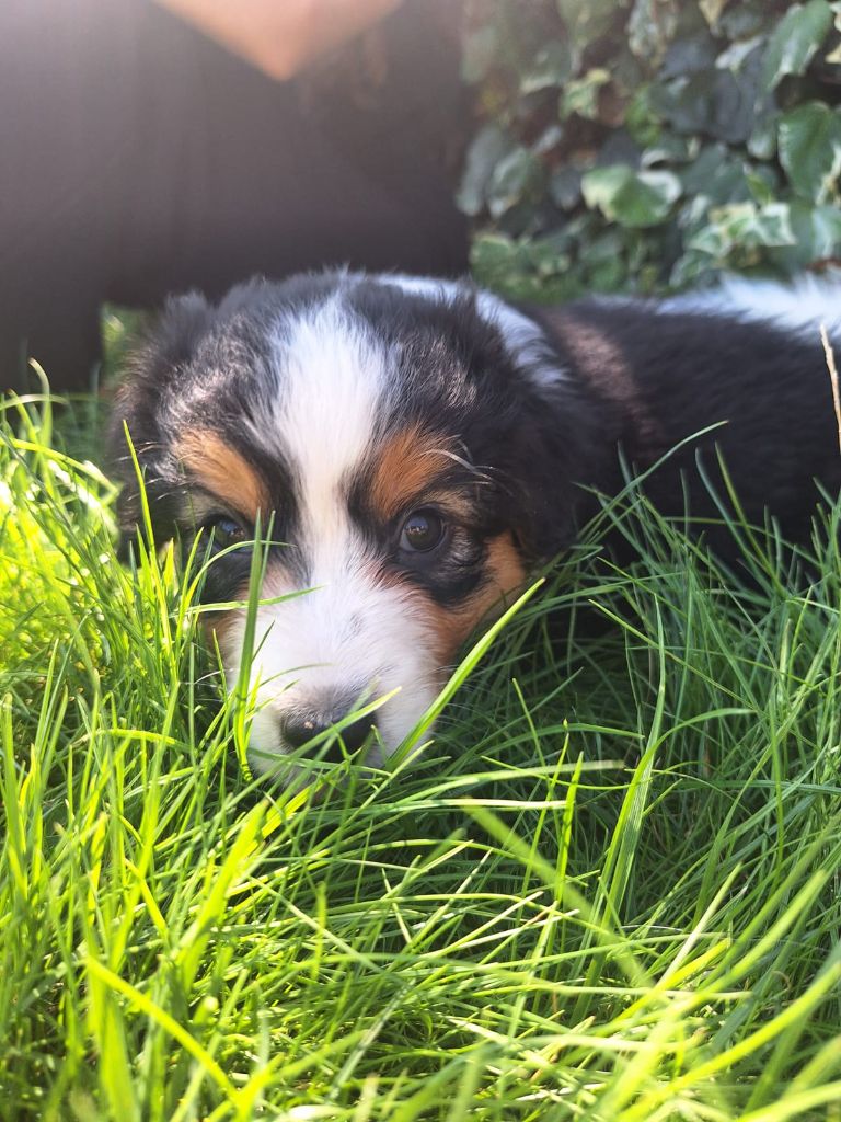 de Sweet Australian - Chiots disponibles - Berger Australien
