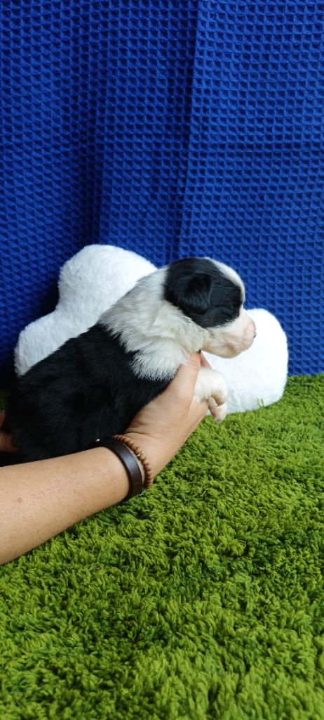 de Sweet Australian - Chiots disponibles - Berger Australien