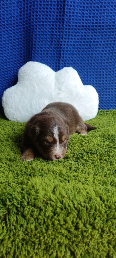 de Sweet Australian - Chiots disponibles - Berger Australien